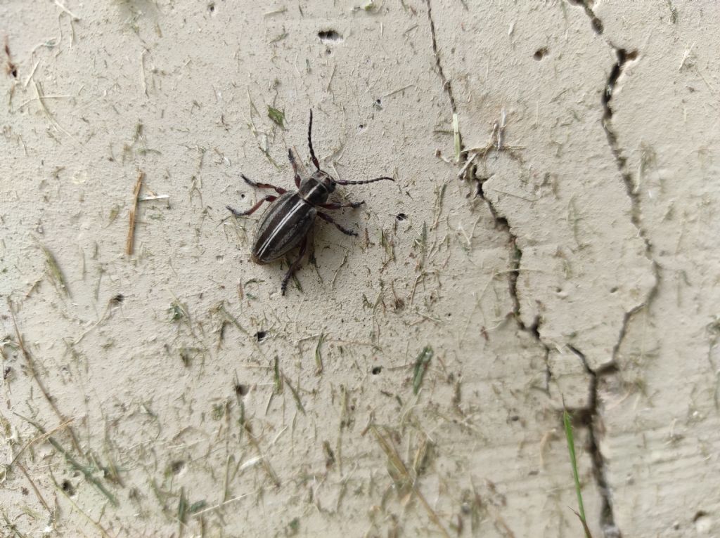 Cerambycidae: Dorcadion etruscum m & f